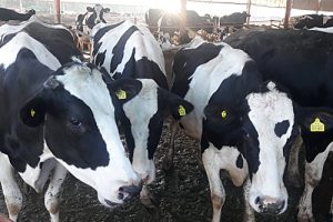 Dairy cows.