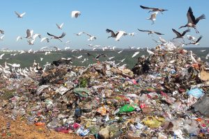 Landfill. organic waste.