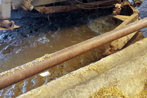 Raclage du lisier des vaches laitière.