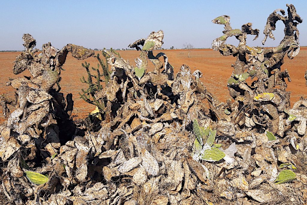 mealybug cochenille infestation.
