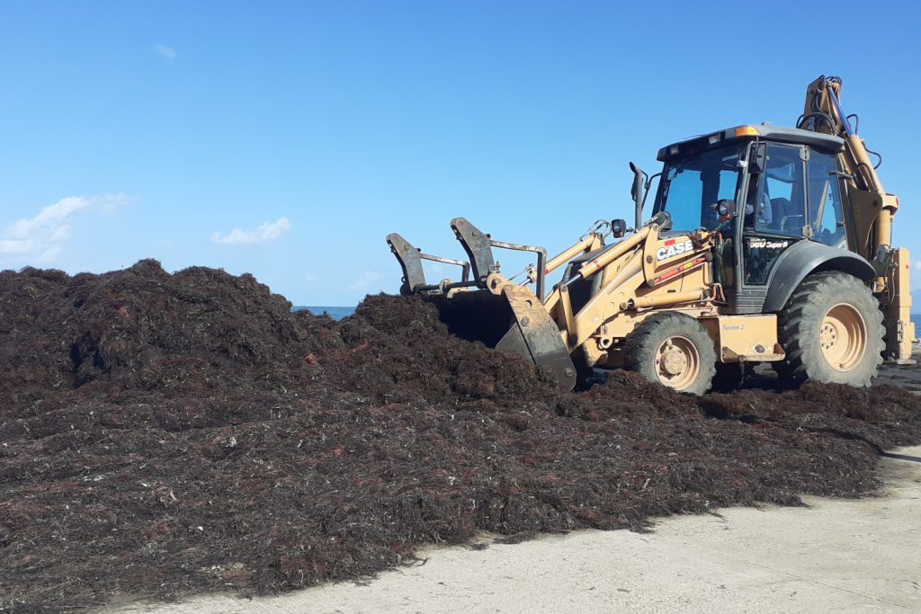 algues after a storm.