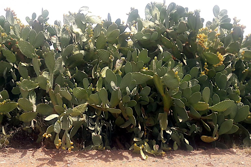 cactus-prickly-pear-oputia-ficus-indica