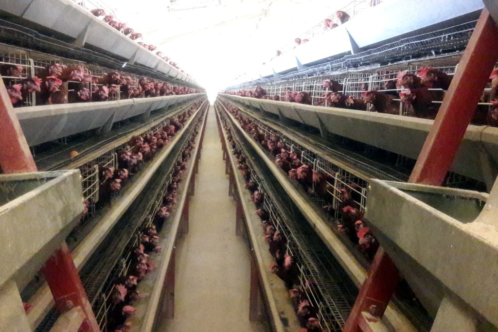 Laying hen batteries