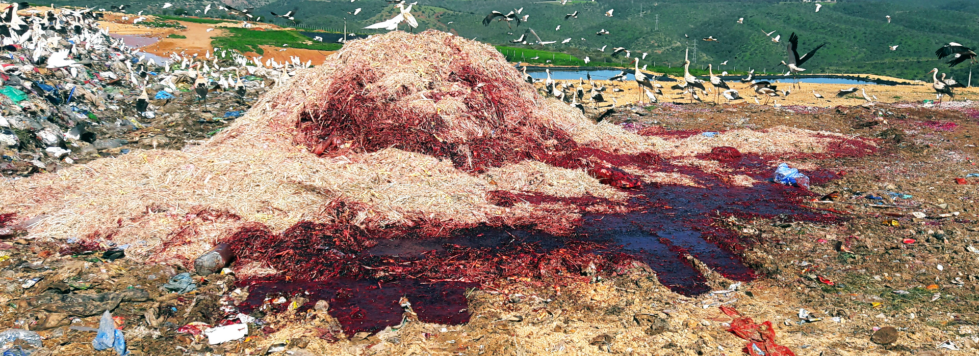 Chicken SHW on landfill