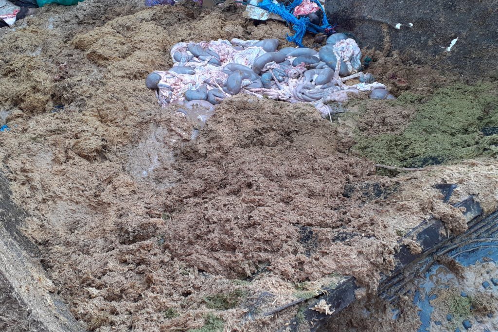 slaughterhouse waste from a small communal slaughterhouse.