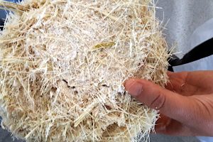 bagasse, the fibrous residue left after sugarcane stalks are crushed to extract their juice